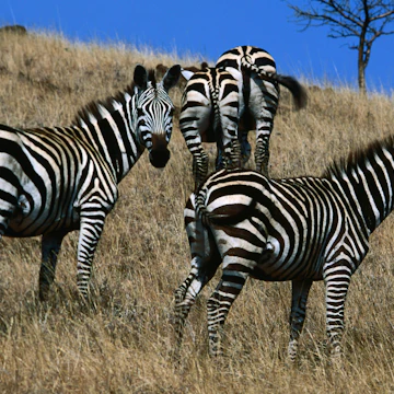 Plains zebra (Equus burchellii), Nechisar National Park.