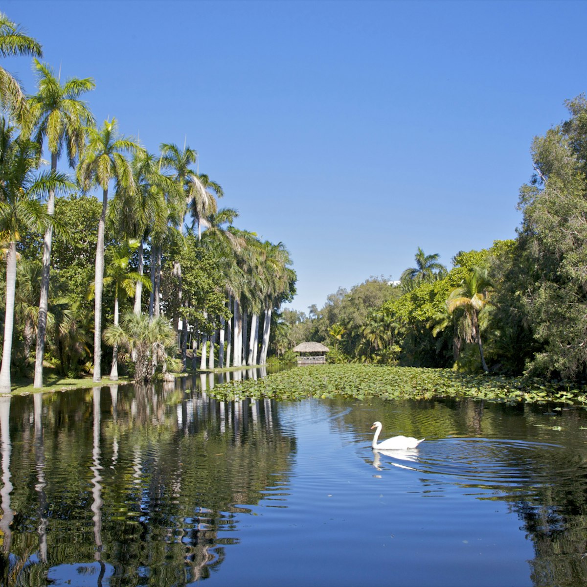 Calm waters with white swan near palms.