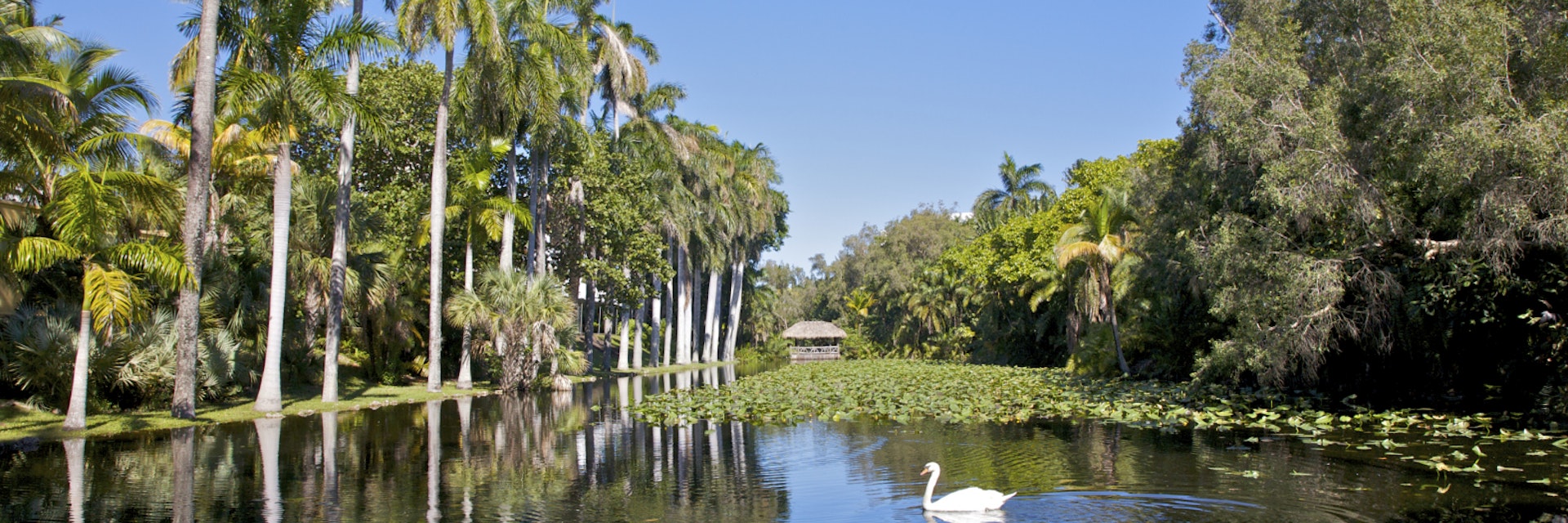 Calm waters with white swan near palms.