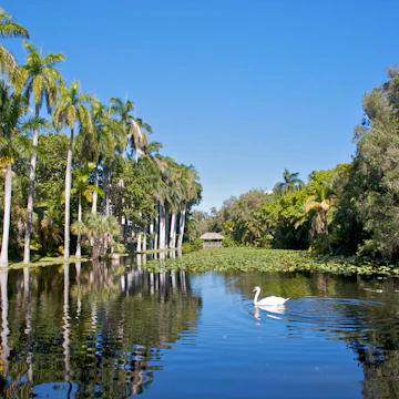 Calm waters with white swan near palms.