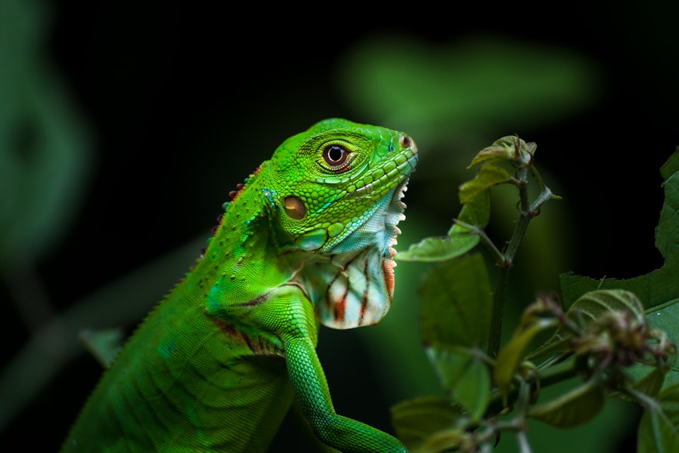 Iguana in Manuel Antonio National Park in Costa Rica