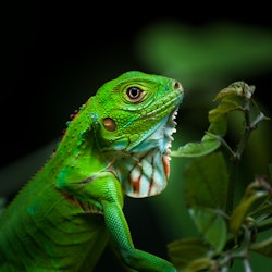 Iguana in Manuel Antonio National Park in Costa Rica