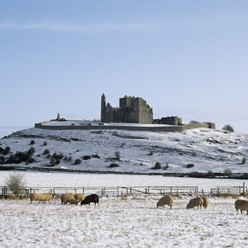 Sheep In Winter With Rock Of Cashel, County Tipperary, Ireland