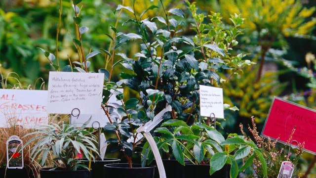 Plants for sale, University of British Columbia Botanical Garden.