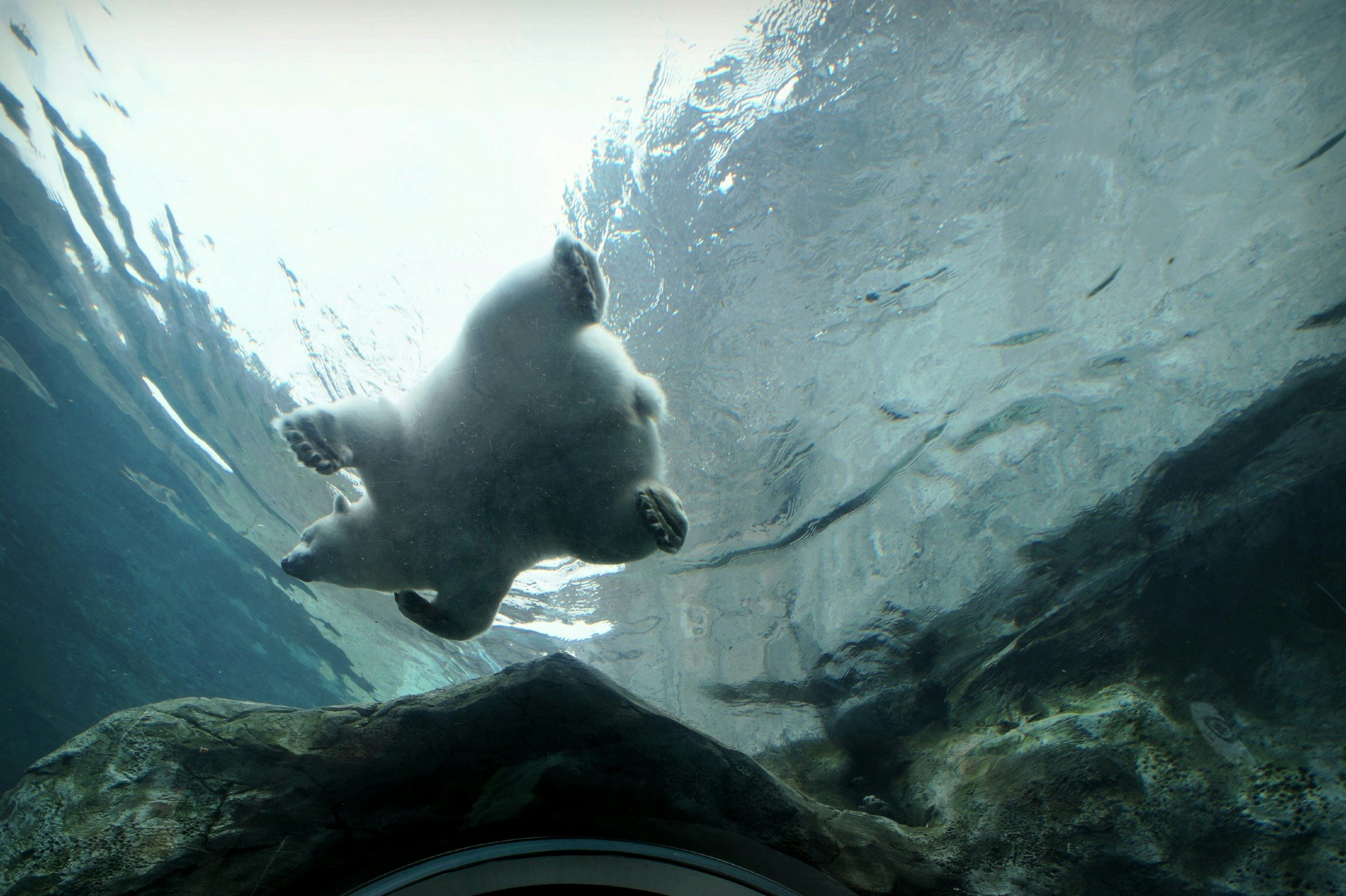 My mom and I had a great time watching the 7 polar bears at our new "Journey to Churchill" area at the Assiniboine Zoo. This was taken in one of the underwater tunnels. Kaska, the polar bear, is happily swimming around showing off her acrobatic moves and catching fish.