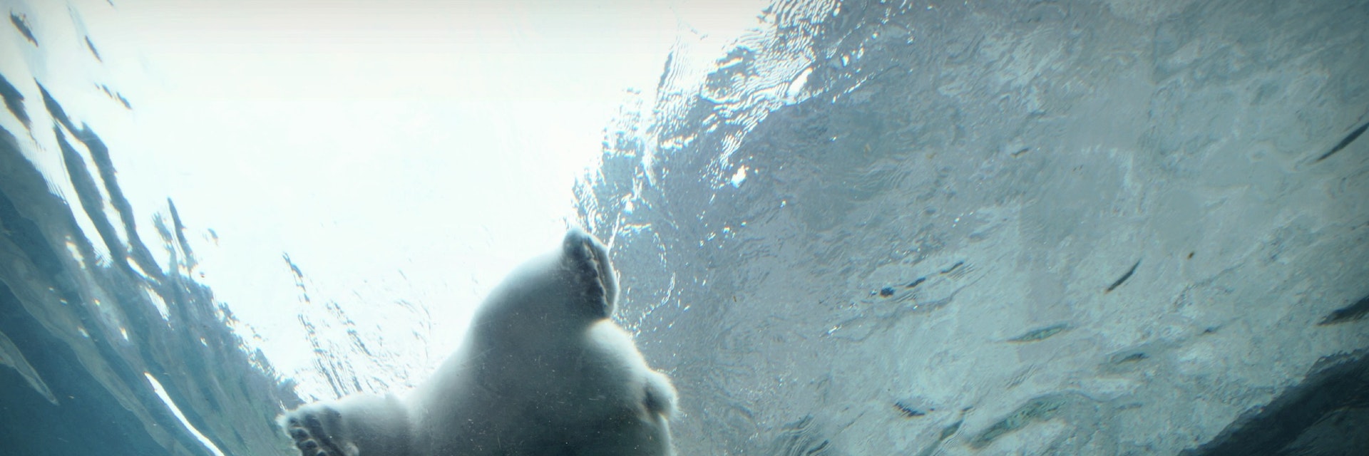 My mom and I had a great time watching the 7 polar bears at our new "Journey to Churchill" area at the Assiniboine Zoo. This was taken in one of the underwater tunnels. Kaska, the polar bear, is happily swimming around showing off her acrobatic moves and catching fish.