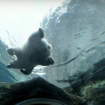 My mom and I had a great time watching the 7 polar bears at our new "Journey to Churchill" area at the Assiniboine Zoo. This was taken in one of the underwater tunnels. Kaska, the polar bear, is happily swimming around showing off her acrobatic moves and catching fish.