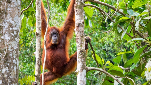 Female Borneo Orangutan at the Semenggoh Nature Reserve near Kuching, Malaysia.