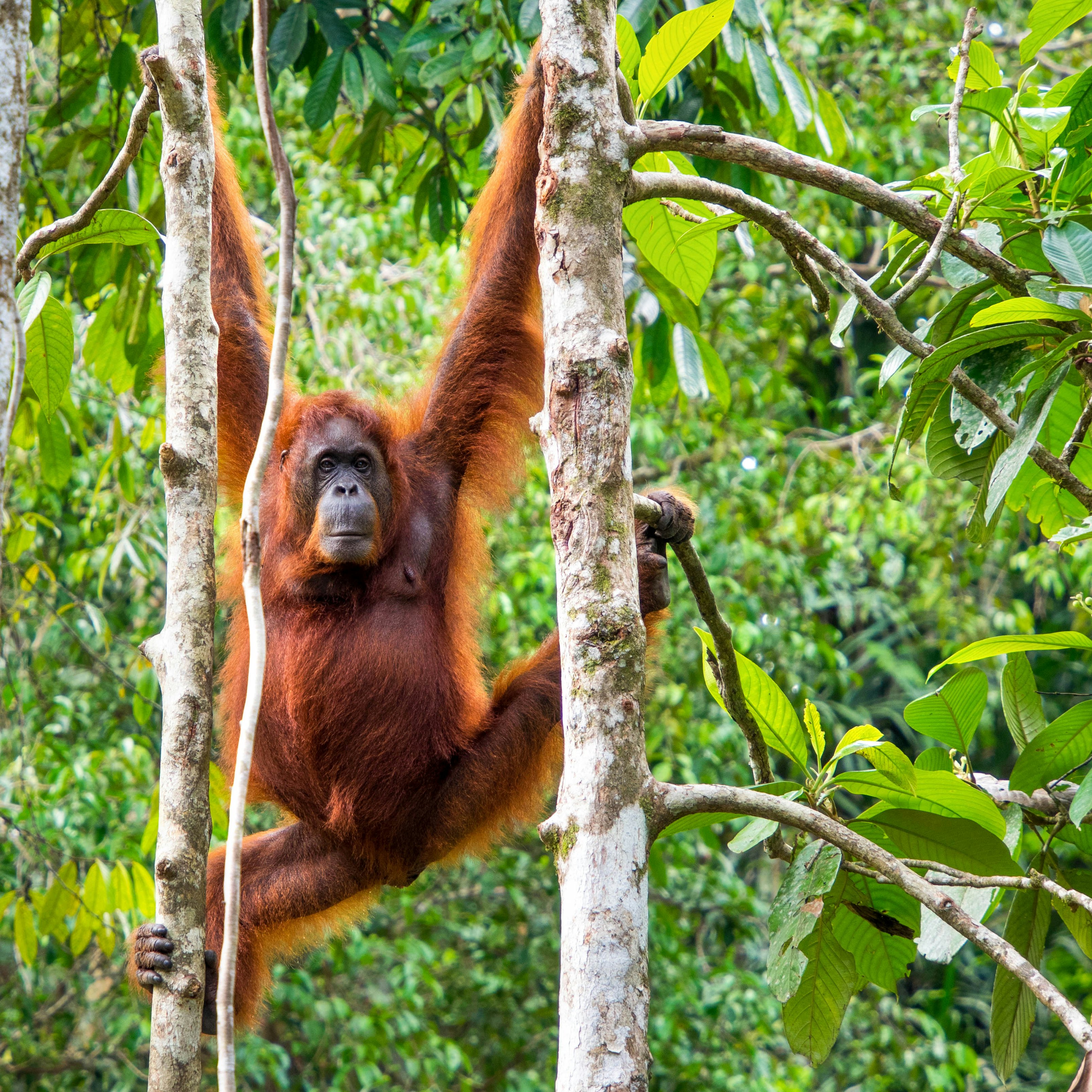 Female Borneo Orangutan at the Semenggoh Nature Reserve near Kuching, Malaysia.