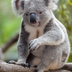 tourist near sunshine coast