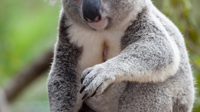 Koala at the Australia Zoo near Brisbane