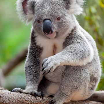 Koala at the Australia Zoo near Brisbane