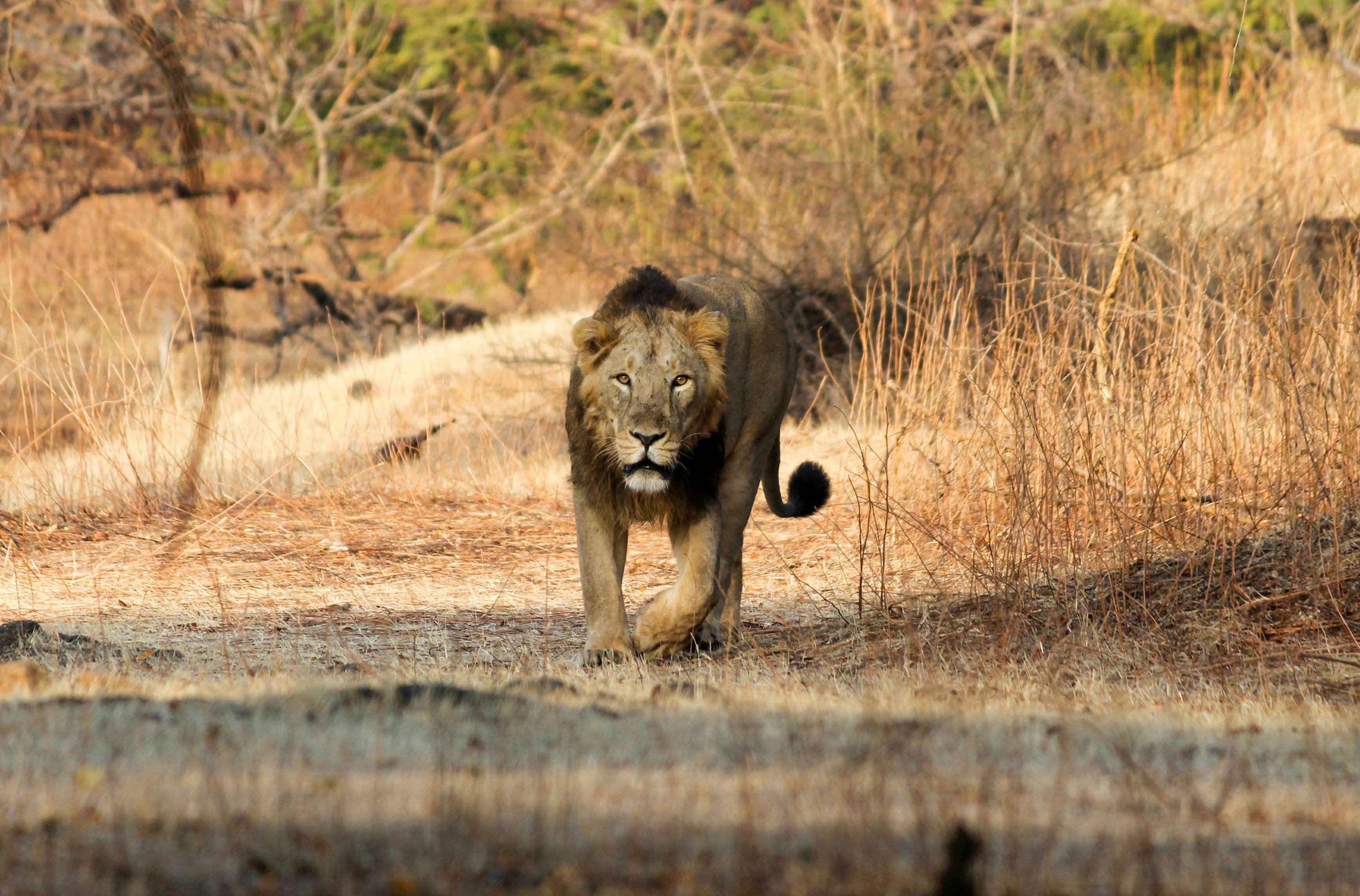 Gir National Park & Wildlife Sanctuary travel | Gujarat & Diu ...