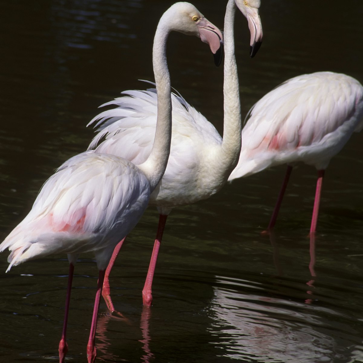 MAURITIUS - 1991/01/01: Mauritius, Casela Bird Park, Flamingos. (Photo by Wolfgang Kaehler/LightRocket via Getty Images)