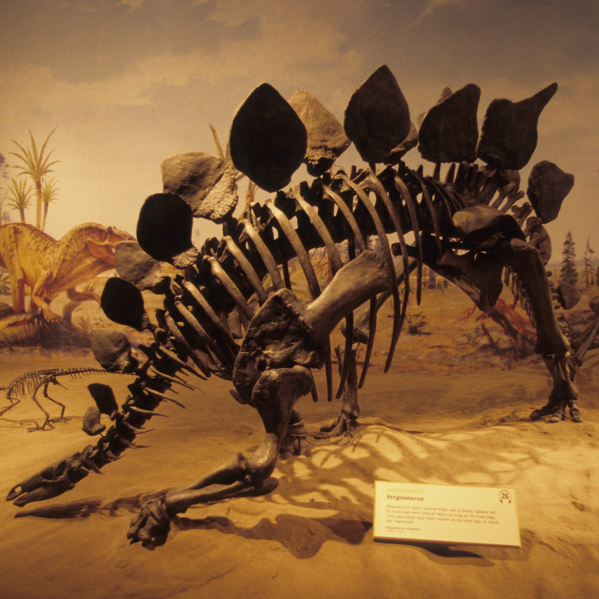 CANADA - 2003/01/01: Canada, Alberta, Drumheller, Royal Tyrrell Museum, Interior, Dinosaur Skeleton, Stegosaurus. (Photo by Wolfgang Kaehler/LightRocket via Getty Images)