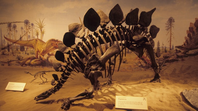 CANADA - 2003/01/01: Canada, Alberta, Drumheller, Royal Tyrrell Museum, Interior, Dinosaur Skeleton, Stegosaurus. (Photo by Wolfgang Kaehler/LightRocket via Getty Images)