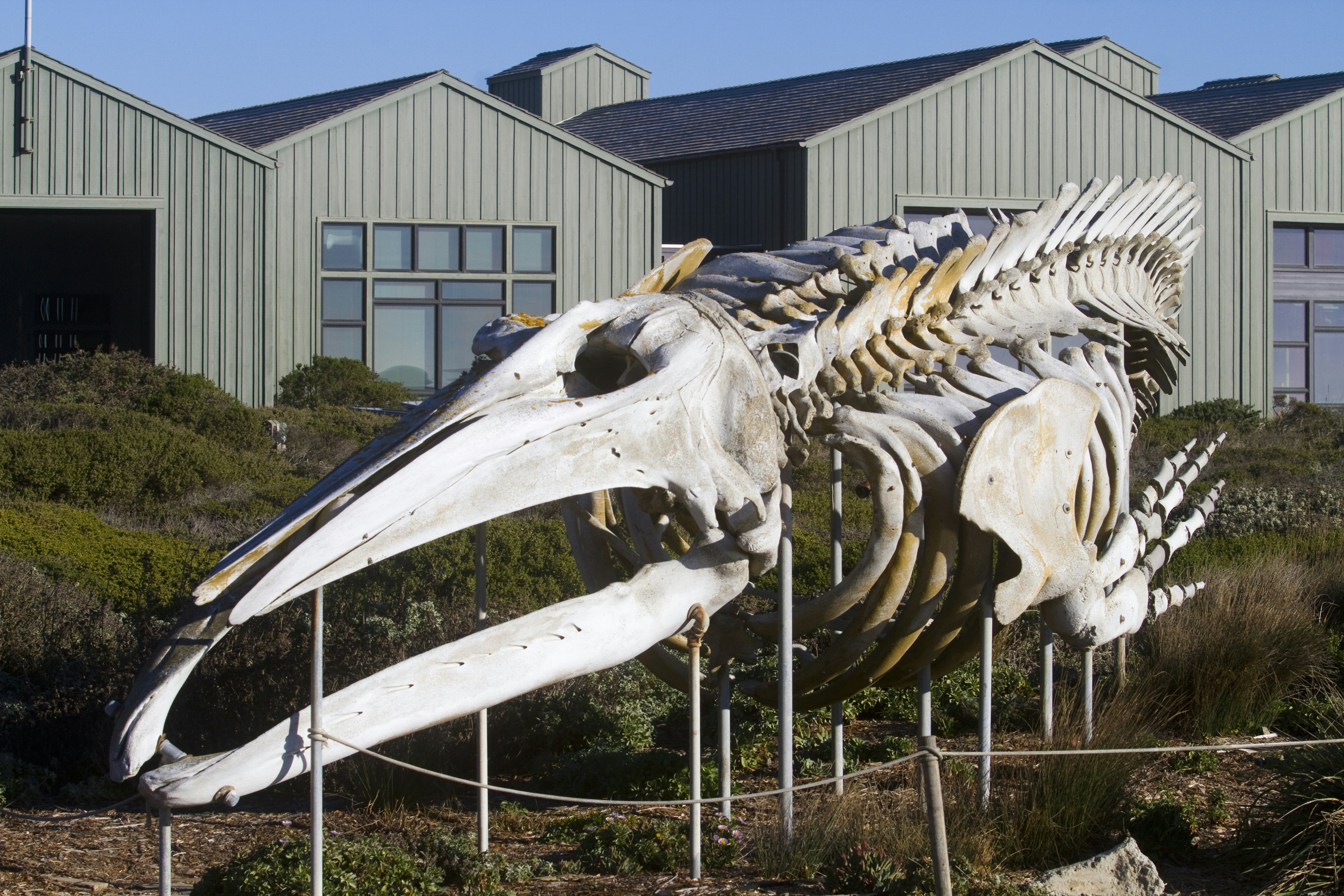 Gray Whale Display Skeleton