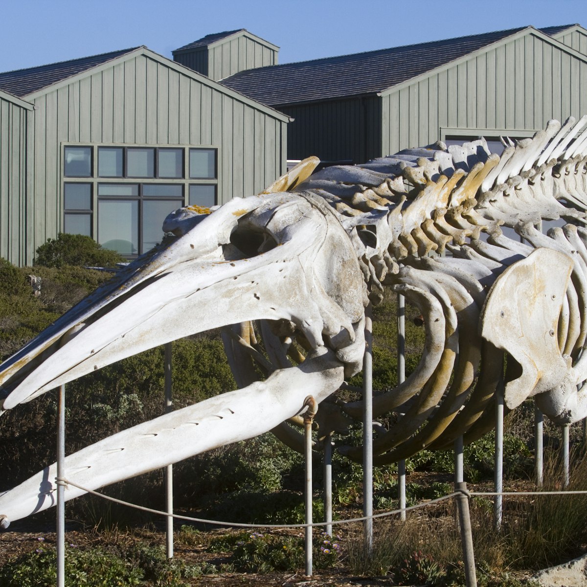 Gray Whale Display Skeleton