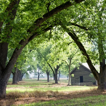 An old rustic cabin sits on the middle of an orchard of pecan trees in rural Georgia on a misty morning.