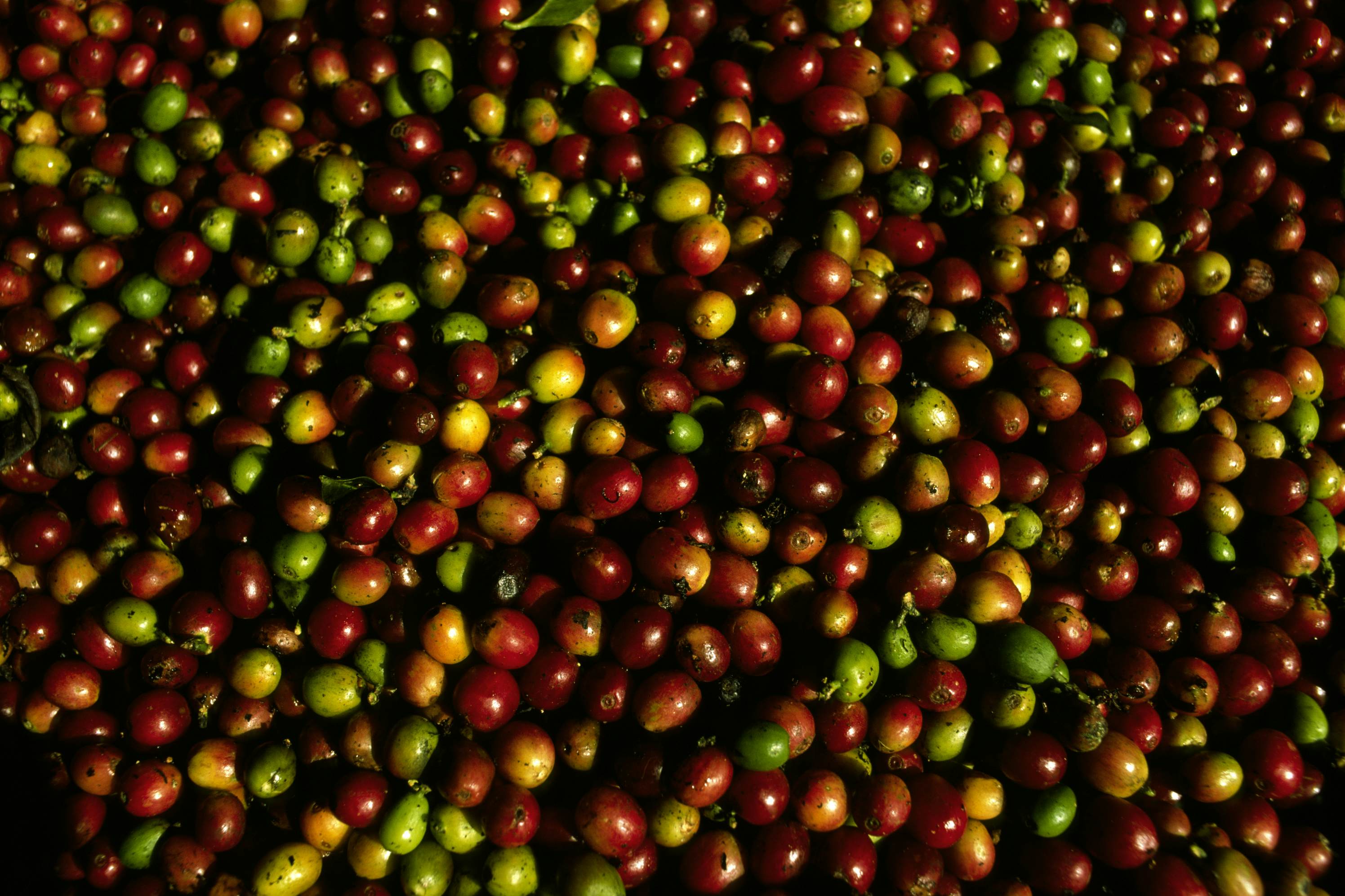 Freshly Harvested Raw Coffee Beans