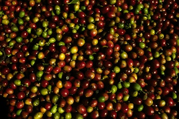 Freshly Harvested Raw Coffee Beans