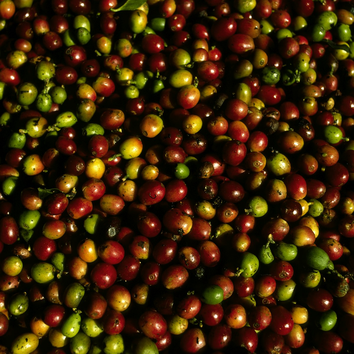 Freshly Harvested Raw Coffee Beans