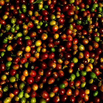 Freshly Harvested Raw Coffee Beans