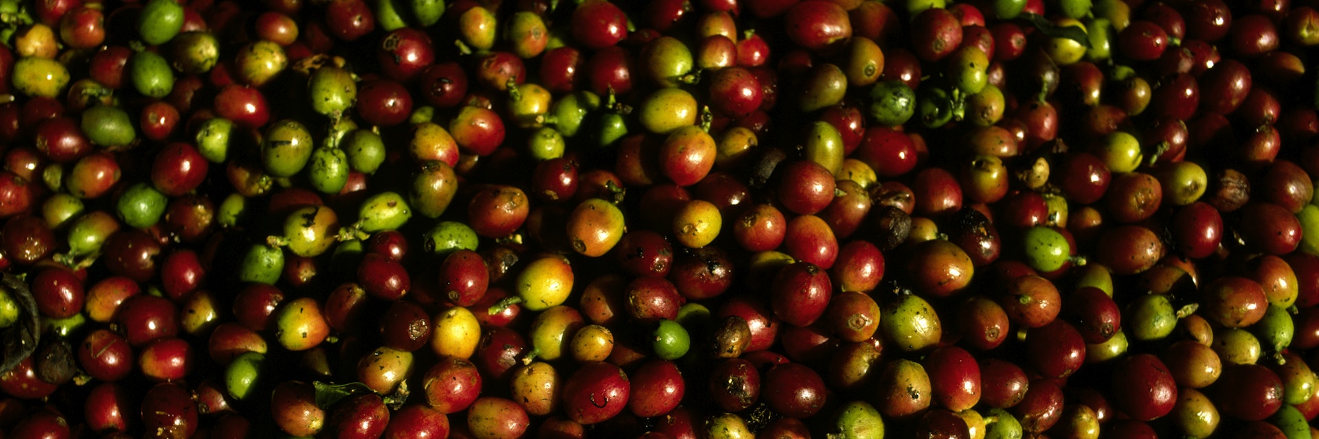 Freshly Harvested Raw Coffee Beans