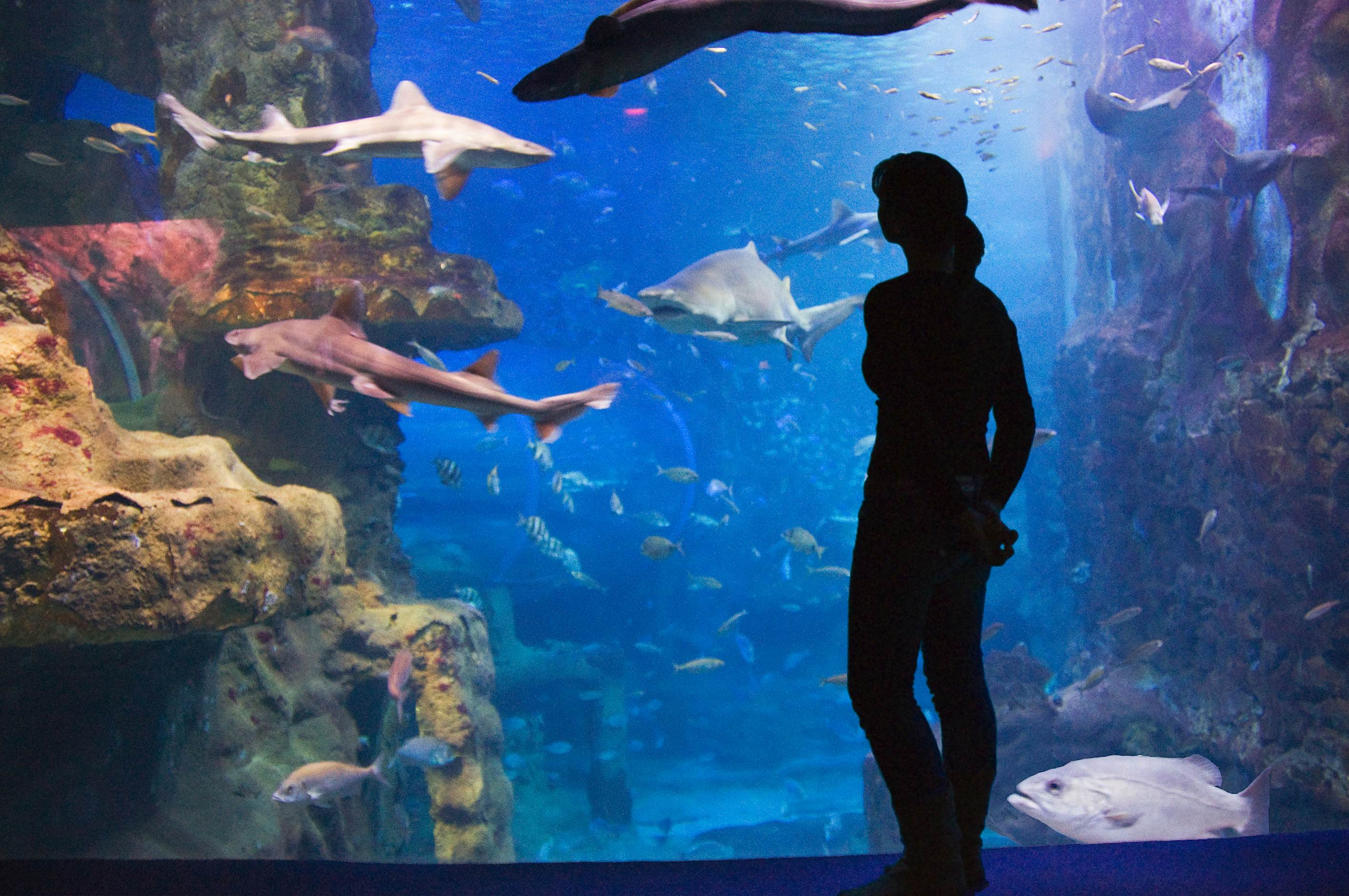 Magic undersea world