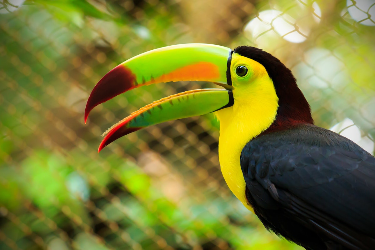500px Photo ID: 107393487 - Closeup of colorful toucan bird somewhere in Mexico