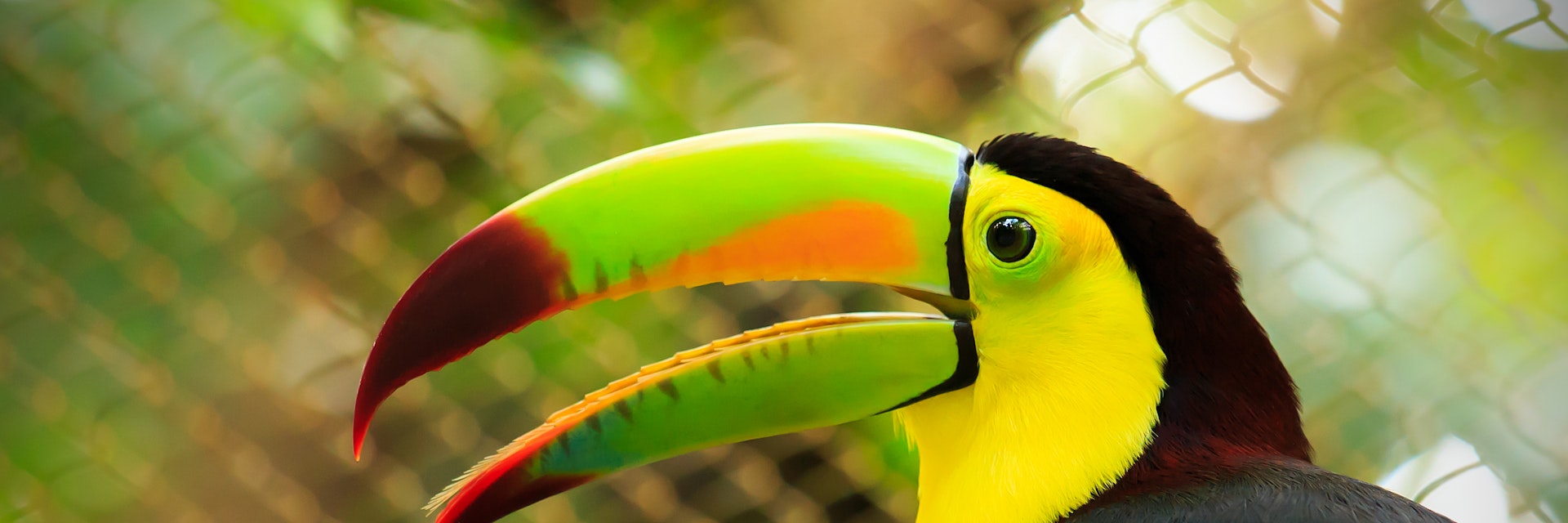 500px Photo ID: 107393487 - Closeup of colorful toucan bird somewhere in Mexico