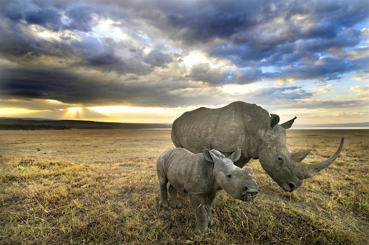 Nakuru National Park