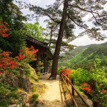 Royal Azalea and Buddhist Shrine