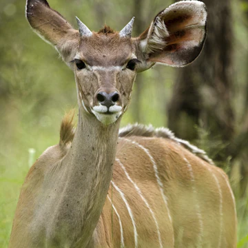 Greater Kudu (Tragelaphus strepsiceros) bull, Gaborone Game Reserve, Botswana