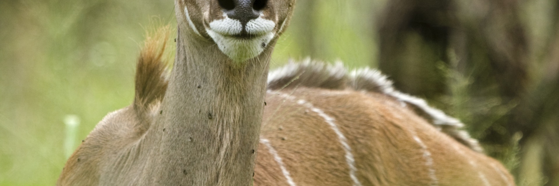 Greater Kudu (Tragelaphus strepsiceros) bull, Gaborone Game Reserve, Botswana