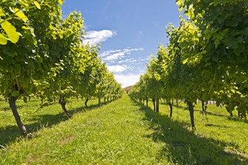 Vines in a vineyard near Gisborne, East Cape, North Island, New Zealand