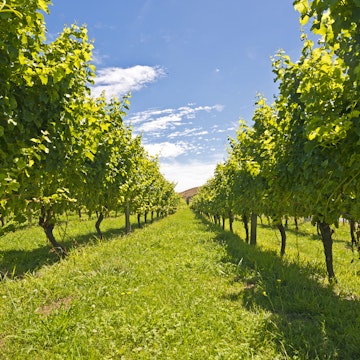 Vines in a vineyard near Gisborne, East Cape, North Island, New Zealand