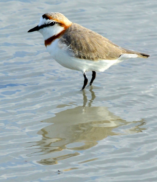 Chestnut-banded  Plover in water - Nata Sanctuary