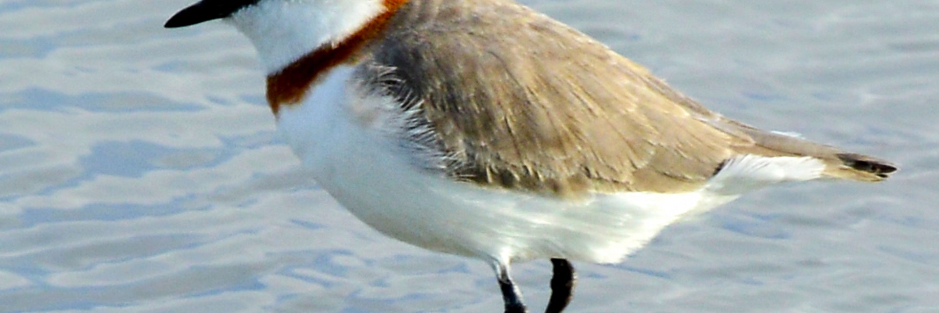 Chestnut-banded Plover in water - Nata Sanctuary