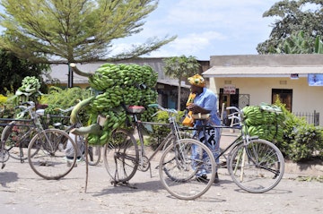 Bananas are piled on bicycles. Arusha, Tanzania.