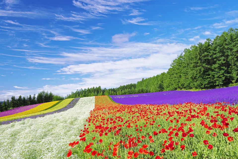 Japan, Hokkaido, Farm Tomita, Field of flowers. (Photo by: JTB Photo/UIG via Getty Images)