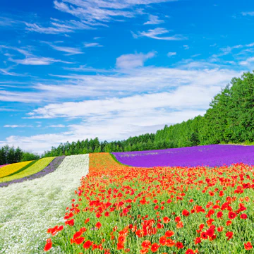 Japan, Hokkaido, Farm Tomita, Field of flowers. (Photo by: JTB Photo/UIG via Getty Images)