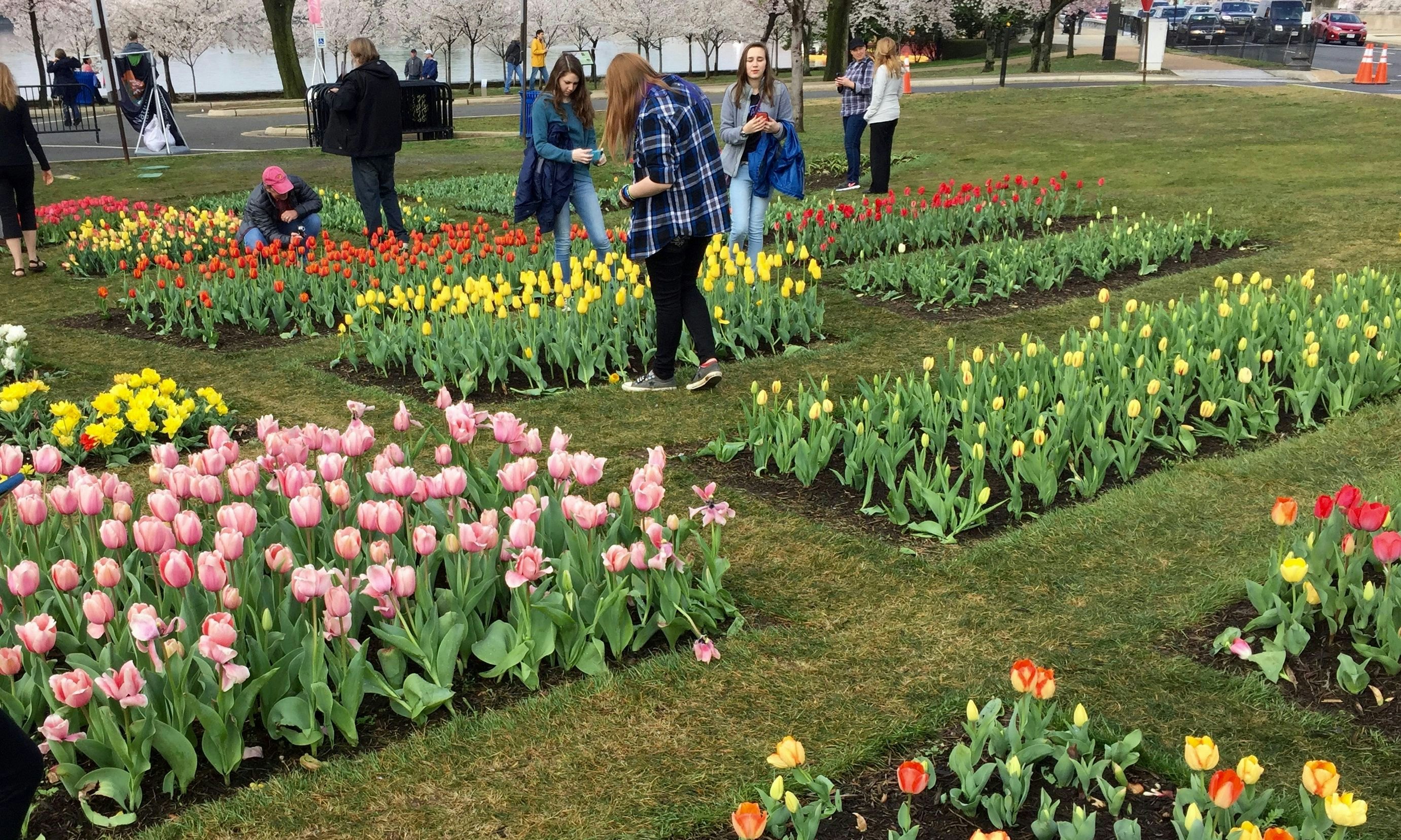 Image of Floral Library