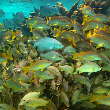 Snorkeling in Belize