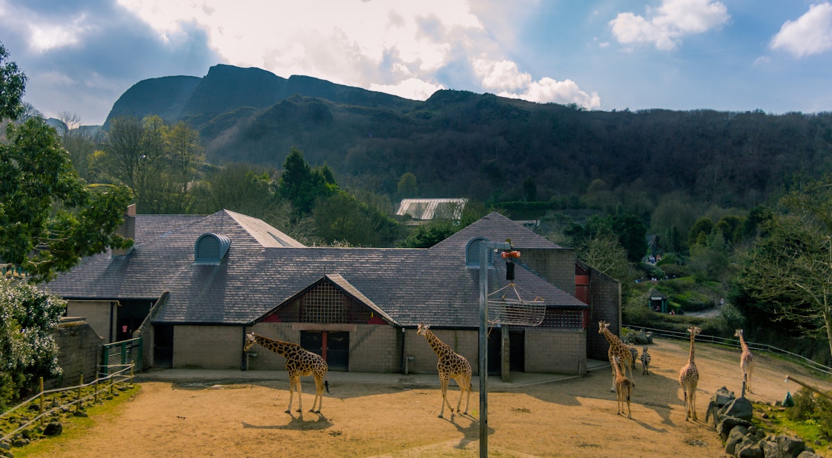 500px Photo ID: 105147659 - Giraffe enclosure at Belfast Zoo, in the shadow of Cavehill