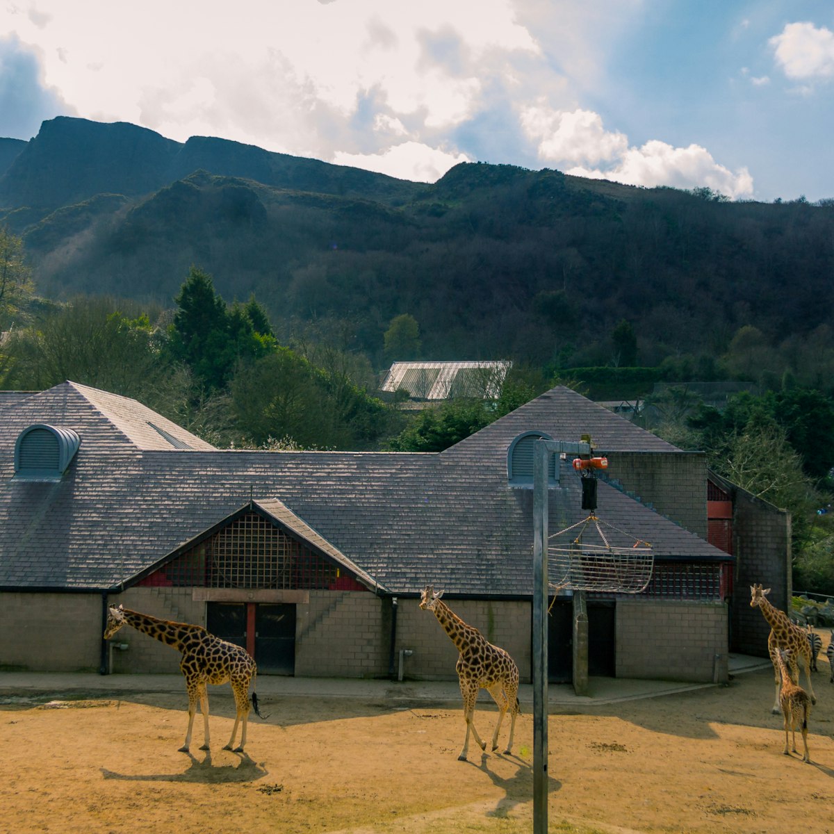 500px Photo ID: 105147659 - Giraffe enclosure at Belfast Zoo, in the shadow of Cavehill