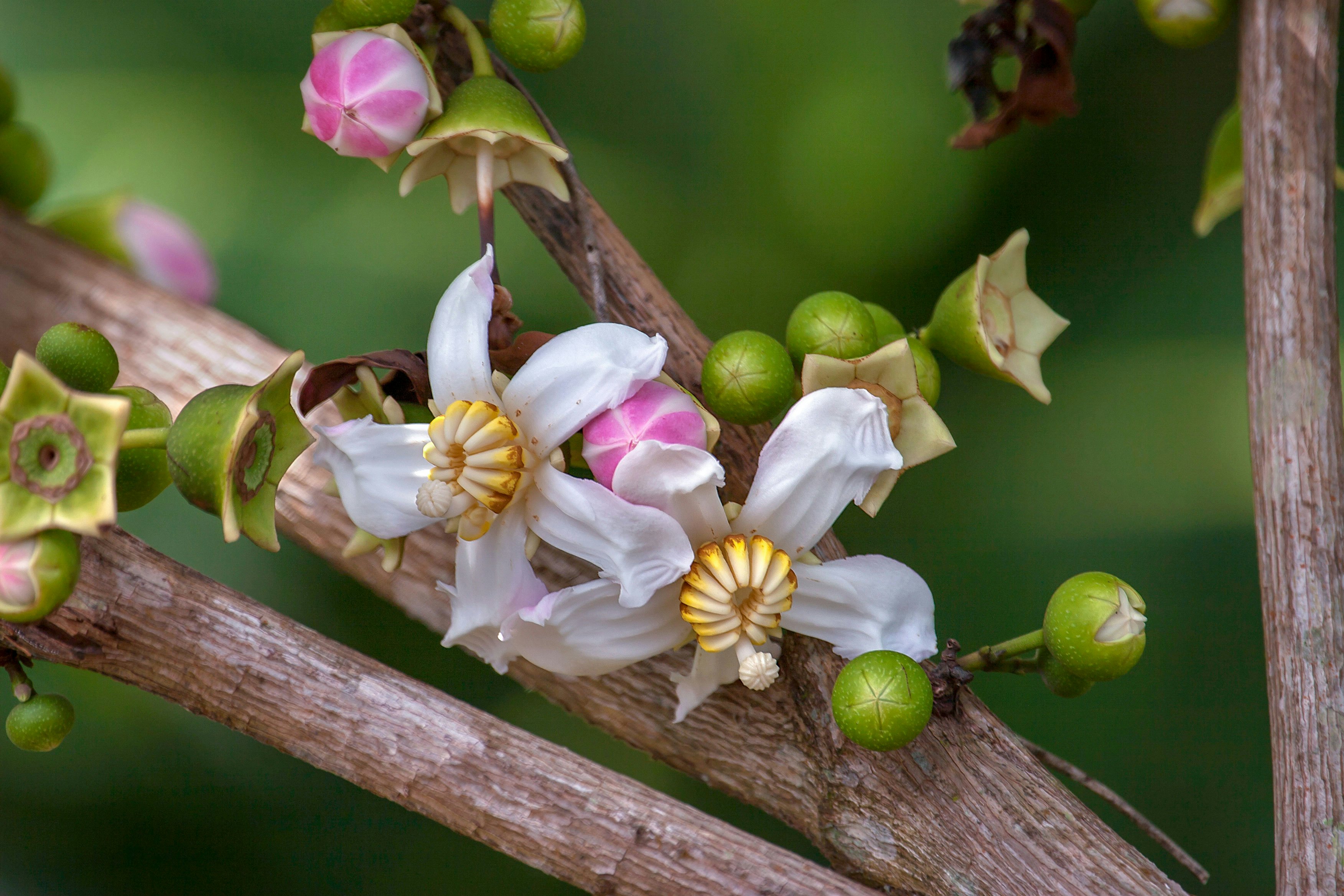 Reserva Nacional Pacaya-Samiria