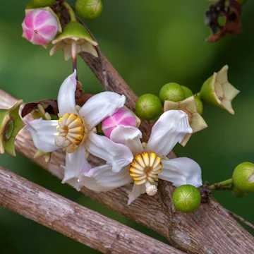 Reserva Nacional Pacaya-Samiria