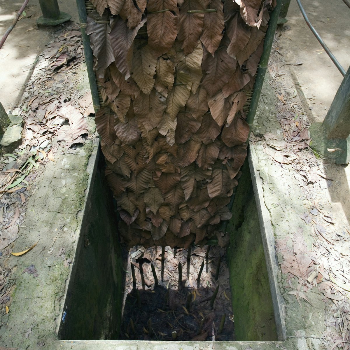 View of one of the leaf-covered traps used by Vietnamese soldiers during the Vietnam war, near HoChiMinh City, Vietnam
