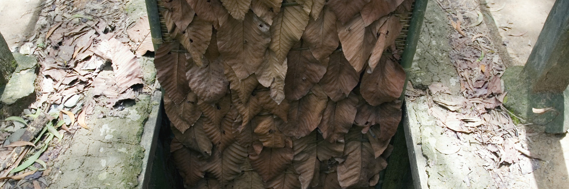 View of one of the leaf-covered traps used by Vietnamese soldiers during the Vietnam war, near HoChiMinh City, Vietnam